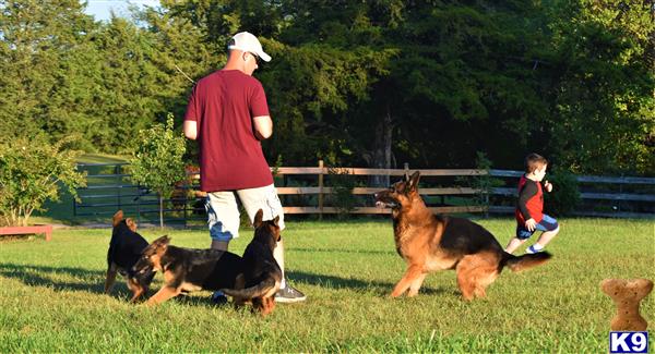 blueridgelanegsd Picture 3